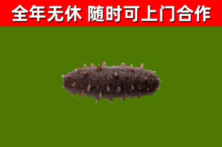 黄石烟酒回收干海参.jpg